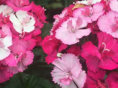 美國石竹種子播種時(shí)間？