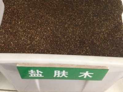 鹽膚木種子的播種季節(jié)？