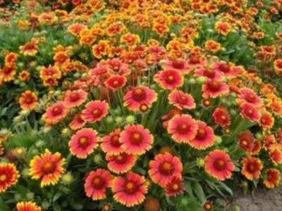 天人菊種子什么時(shí)候收集？