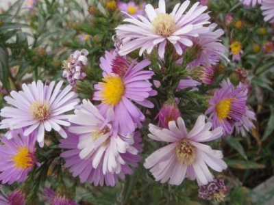 荷蘭菊種子播種、種植方法