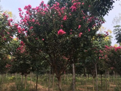 紫薇種子6月份播種可以嗎？