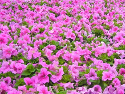 矮牽牛種子什么時(shí)候播種最好？