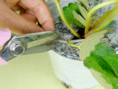 草莓種子幾月份播種？