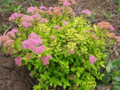 繡線菊種子幾月份播種？