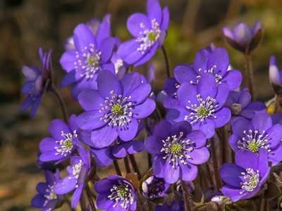 紫羅蘭種子適合什么環(huán)境播種？