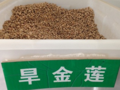 旱金蓮種子幾月播種最好？