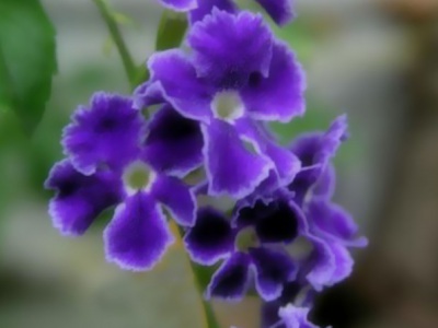 紫羅蘭種子什么時(shí)候播種最好？