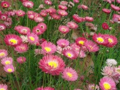 永生菊種子需要泡種嗎？