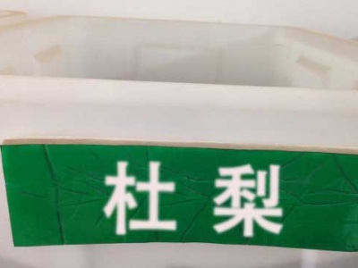 杜梨種子千粒重大概多少