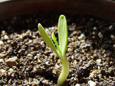 荒山造林用的哪種合歡種子？