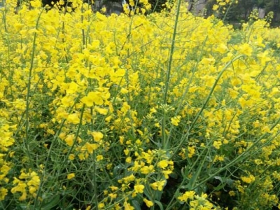 幾月種油菜種子最合適？