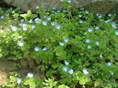 婆婆納種子種植在幾月？