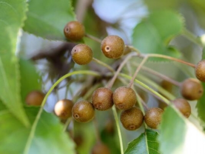 杜梨種子幾月成熟