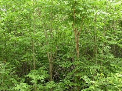 黃柏種子千粒重