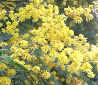 金合歡種子千粒重