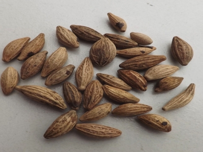 桂花種子怎么催芽？