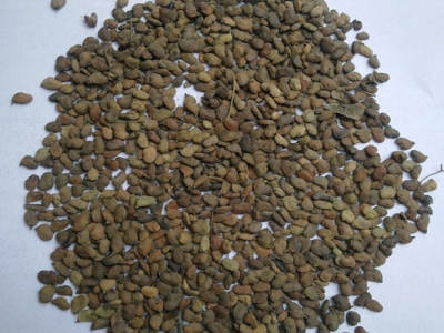 黃櫨種子怎么育苗？