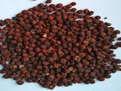 火棘種子怎么催芽？