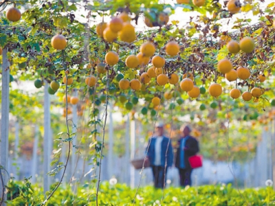 瓜蔞種子怎么播種？