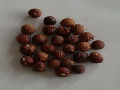 無患子種子怎么種？