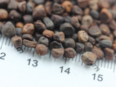 馬蘭花種子怎么發(fā)芽？