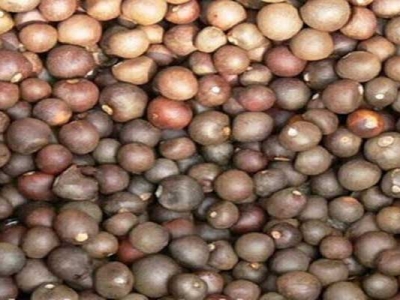 茶花有種子嗎？