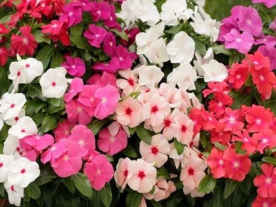 長春花種子什么時候成熟？