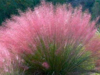 觀賞草種子在哪買(mǎi)？