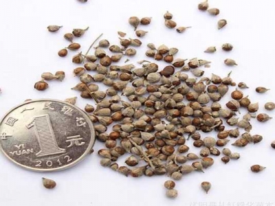 黃菊花種子什地方買？