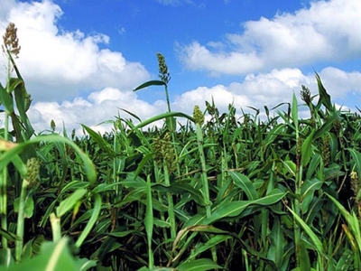 甜高粱種子在哪里能買(mǎi)到？
