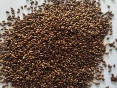 三色堇種子什么時(shí)候播種？