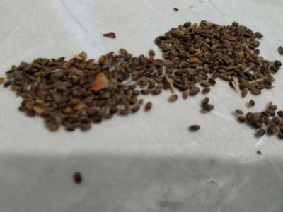 藿香種子七月份能種嗎？