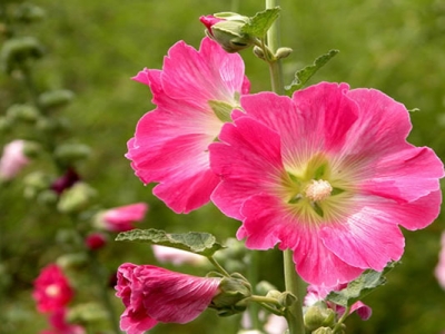 當(dāng)年的蜀葵種子能種嗎？