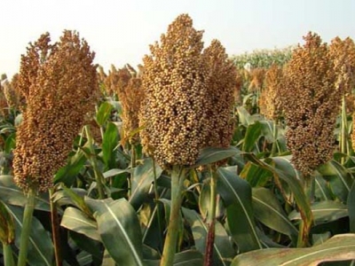去年甜高粱種子還能種嗎？