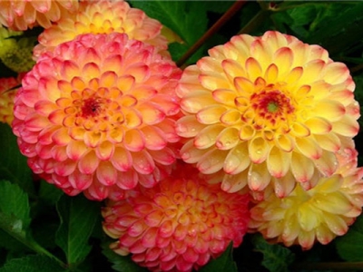 七月份種大麗花種球還會(huì)開(kāi)花嗎？