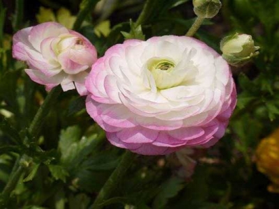 花毛茛幼苗多少錢？