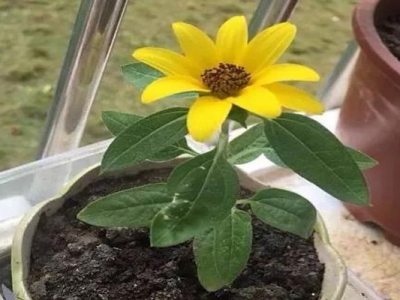 小矮人迷你向日葵的開花季？