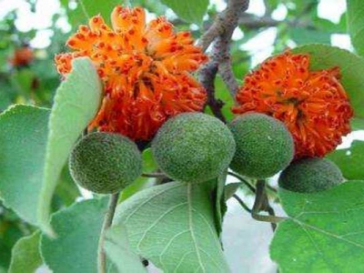 構(gòu)樹種子幾月成熟？