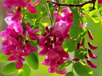 紫穗槐種子種植可以直接播種嗎？