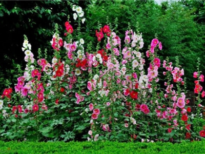 當(dāng)年的蜀葵種子可以播種嗎？