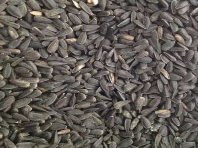 油葵種子可以自己留嗎？