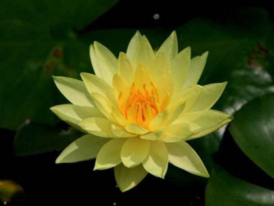 睡蓮種子不開口可以發(fā)芽嗎？