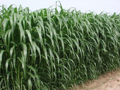 高丹草種子可以自己留種嗎？