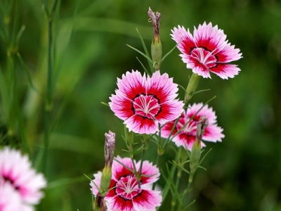 美國石竹種子春天可以播種嗎？