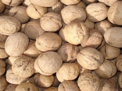 核桃種子可以種嗎？