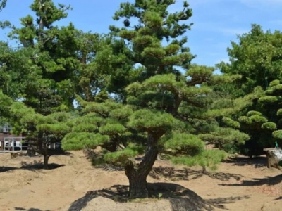 黑松種子可以用河砂種植嗎？