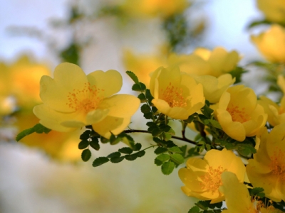 黃刺玫種子可以當年種植嗎？