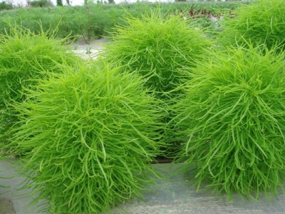 七月份可以種植地膚種子嗎？