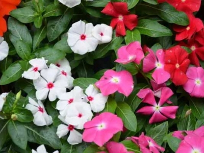 長春花種子可以直接播種嗎？