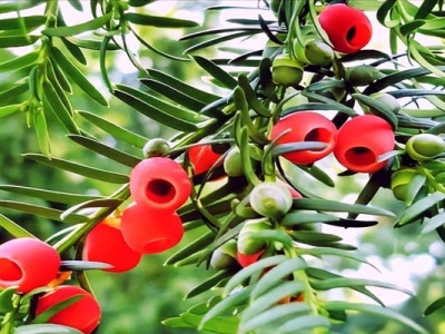 6月可以種植紅豆杉種子嗎？